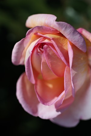 Pink and Orange Rose